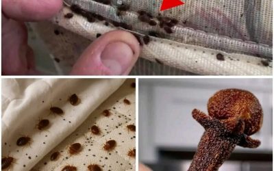 How to eliminate bed bugs – Powerful mix with cloves